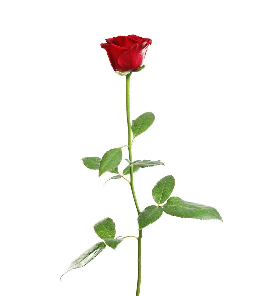 Růže krátké, červené (40-50 cm)