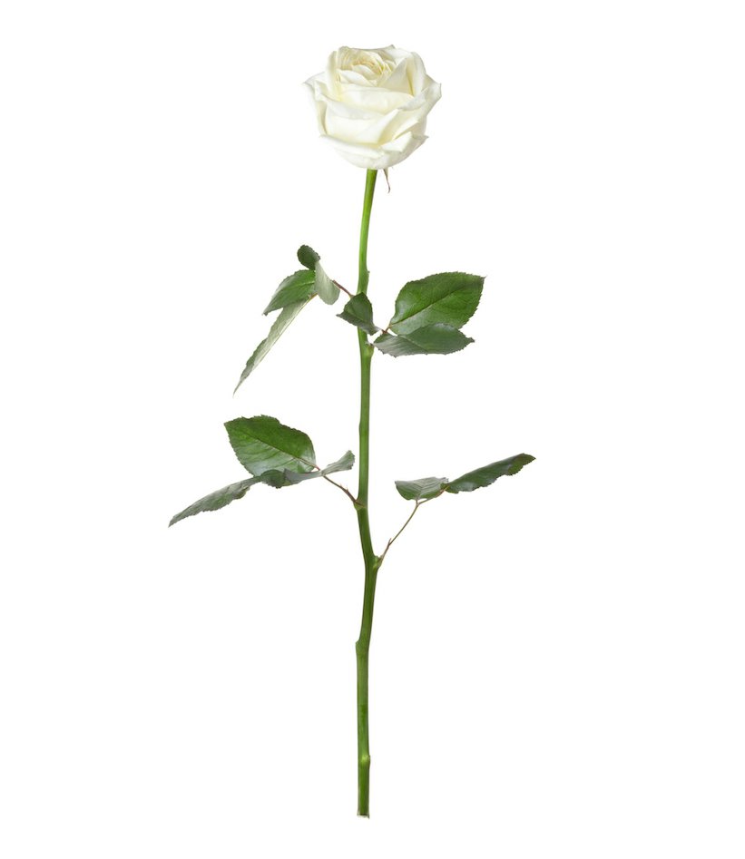 Růže  bílé (40-50 cm)