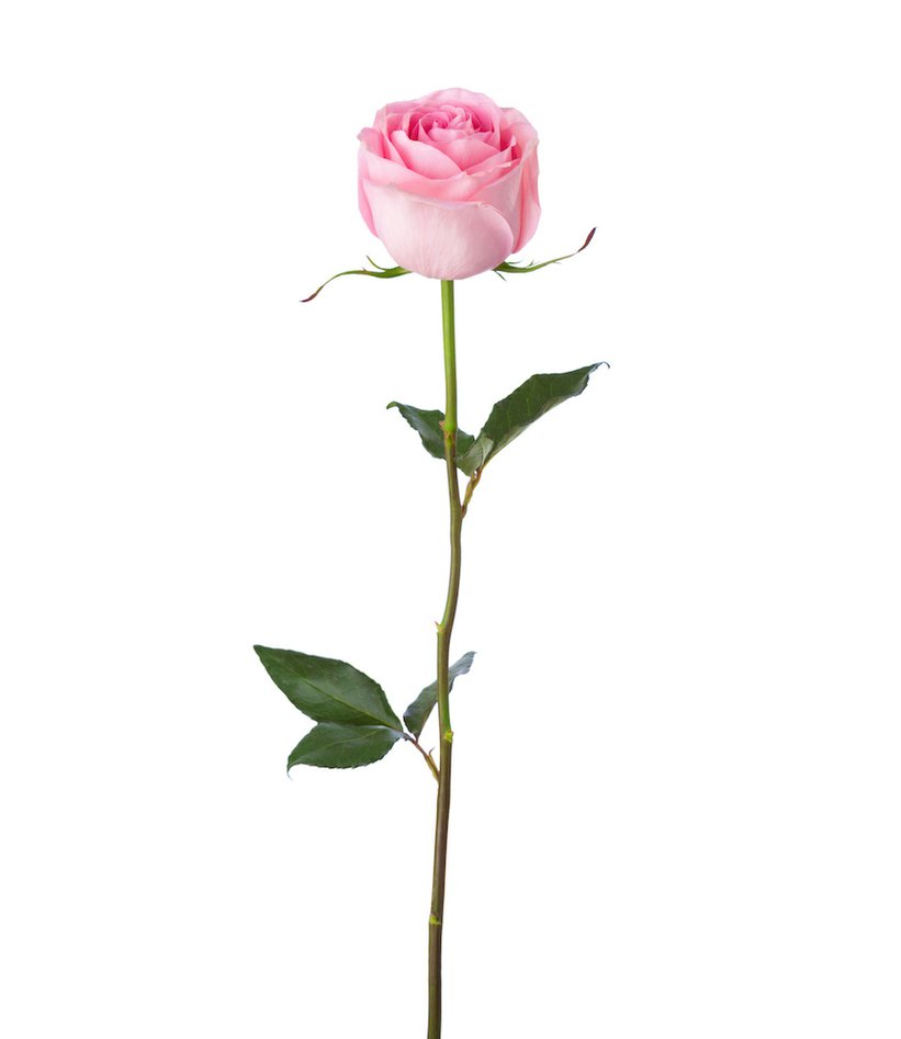 Růže krátké, růžové ( 40-50cm )
