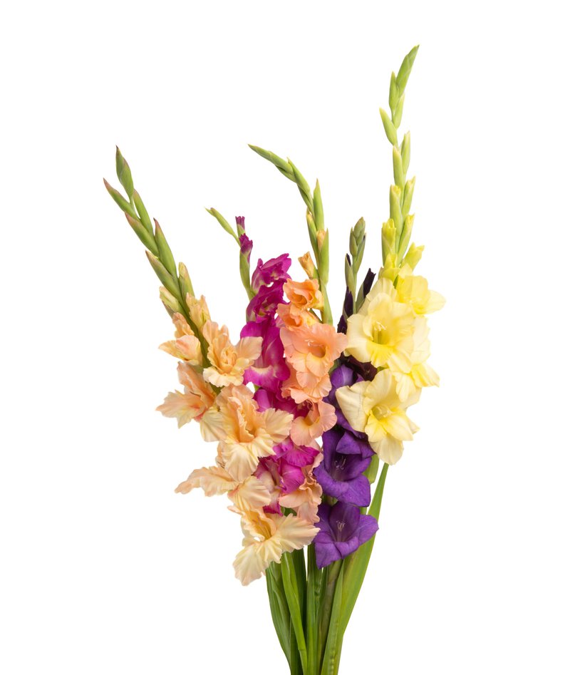 Gladiola mix