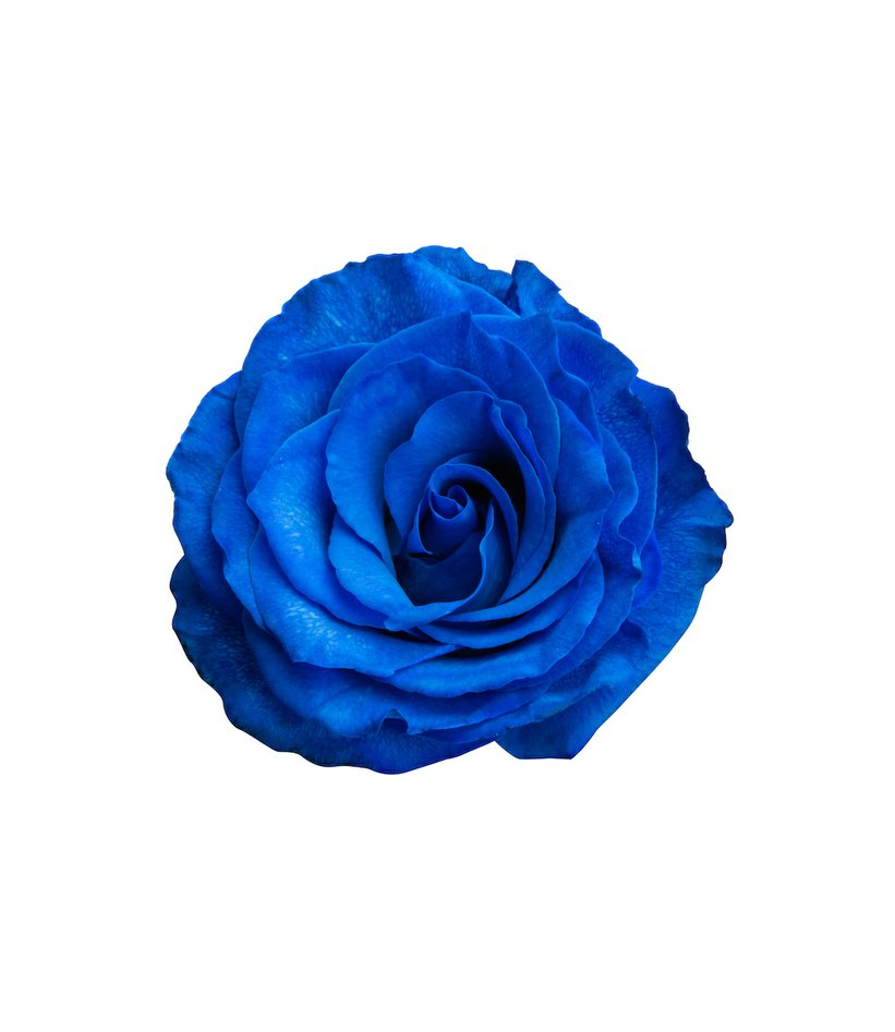 Růže modrá