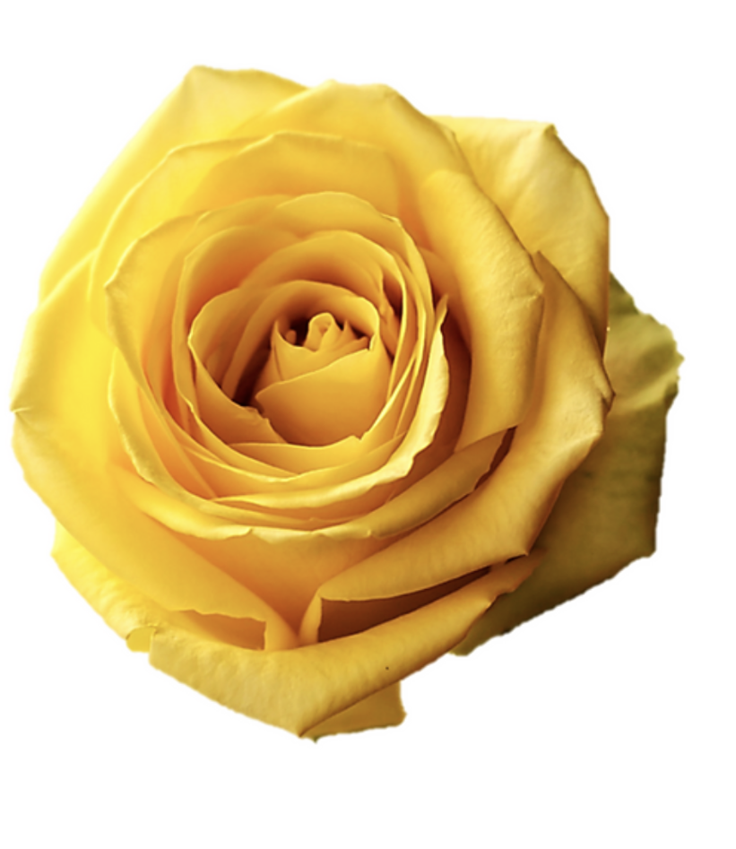 Růže Equadorské žluté Velkokvěté