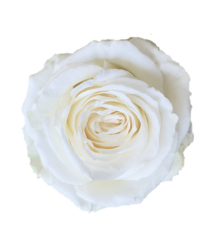 Růže Equadorské bílé Velkokvěté
