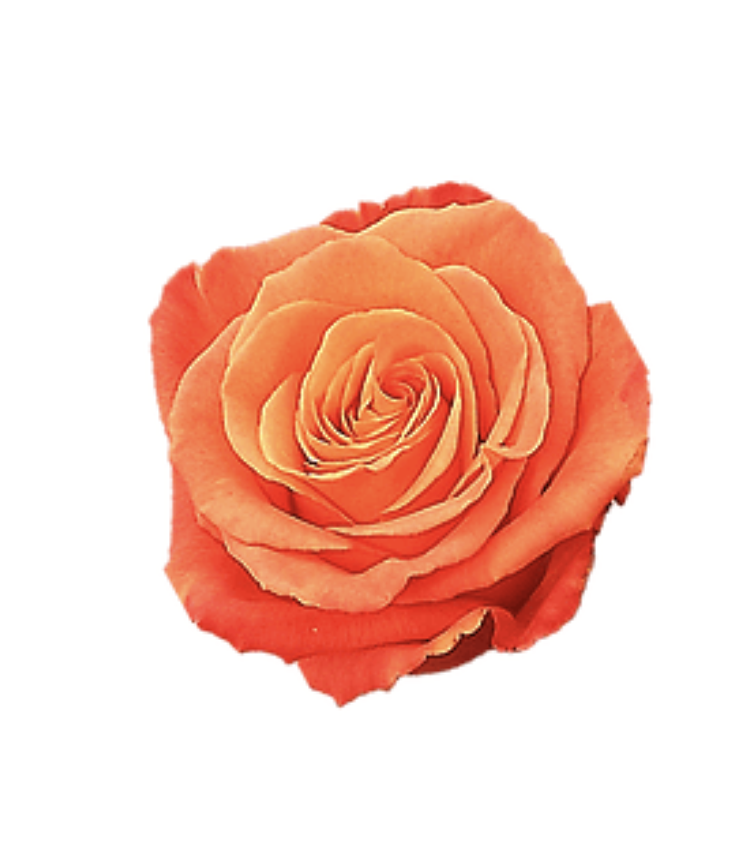 Růže Equadorské oranžové Velkokvěté