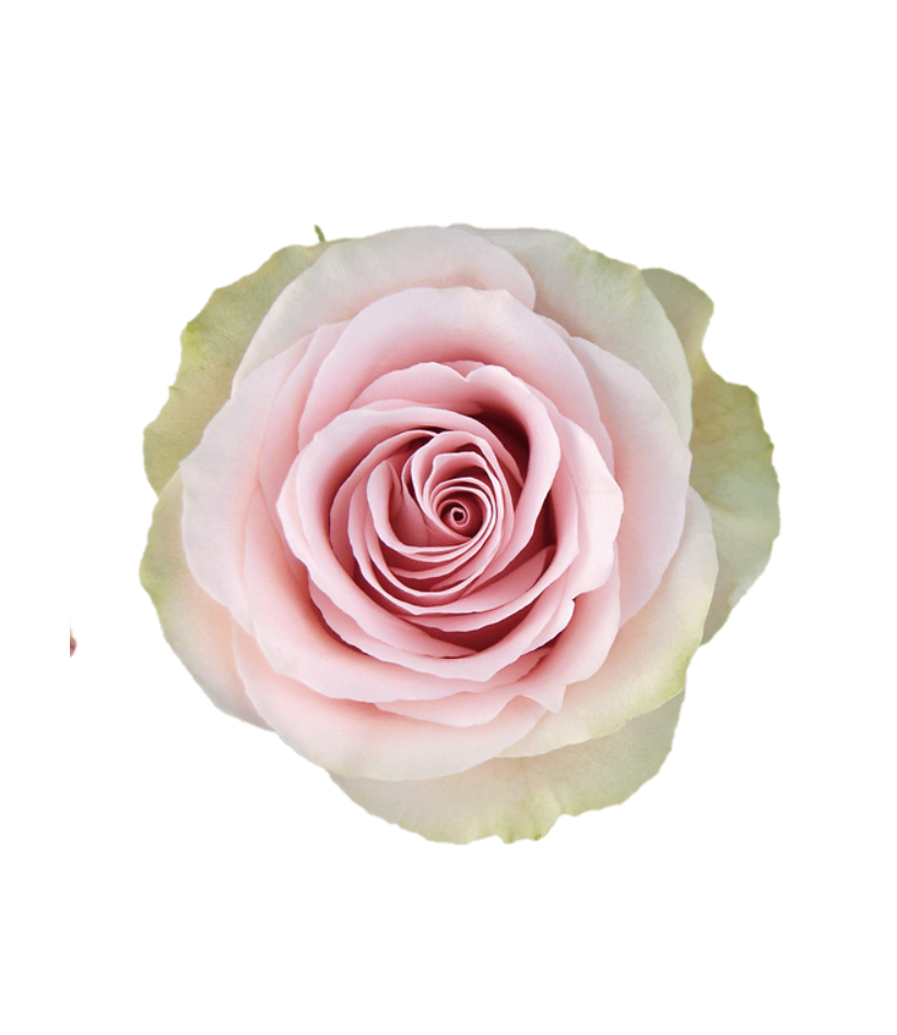Růže Equadorské světle růžové Velkokvěté