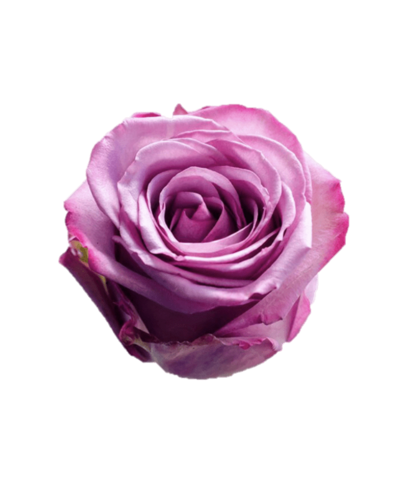 Růže Equadorské fialové Velkokvěté