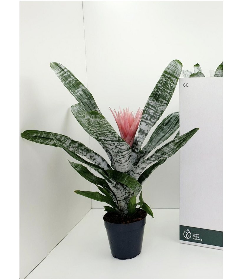 Aechmea fasciata 'Primera' 15