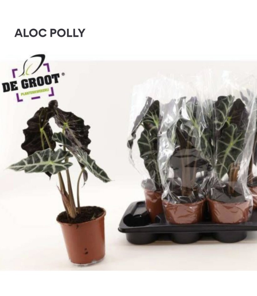 Alocasia amazonica 'Polly' 17