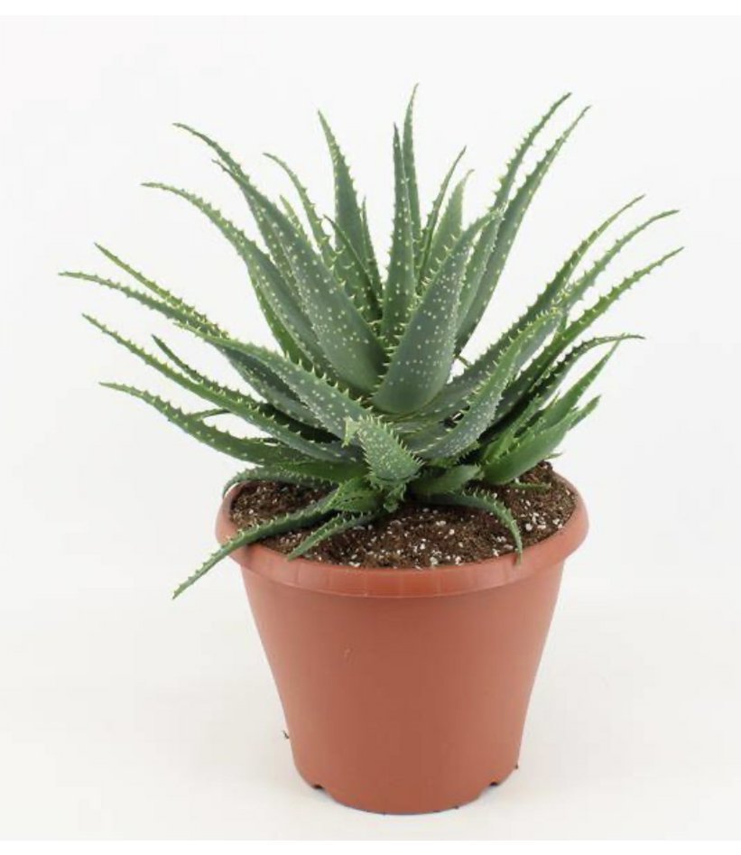 Aloe arborescens.jpg