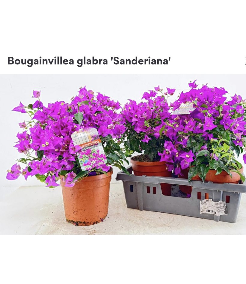 Bougainvillea 19/50