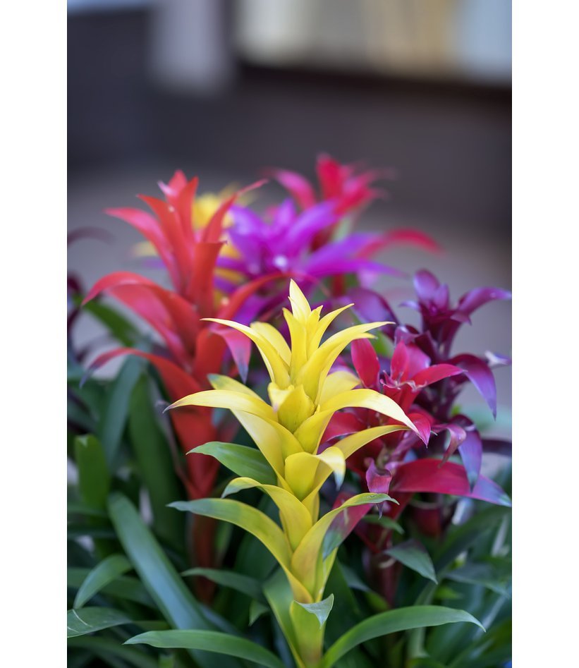 Bromelie Guzmania.jpeg