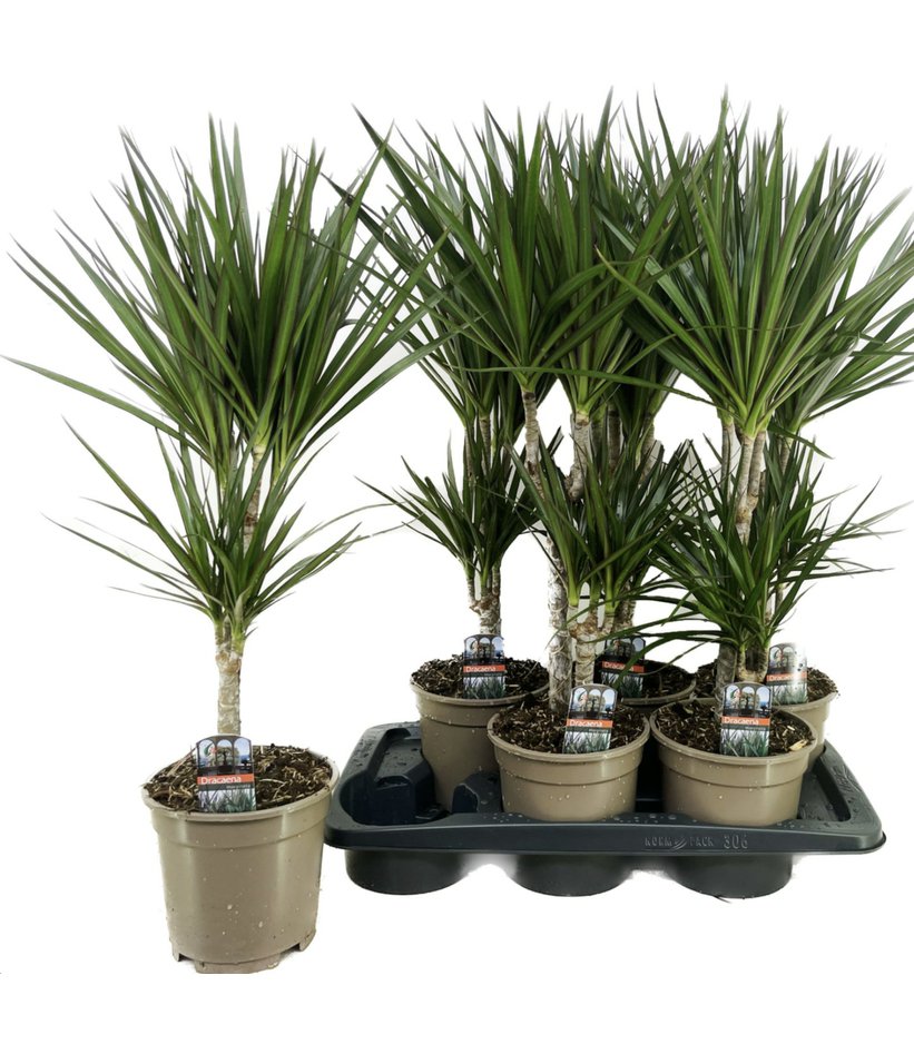 Dracena Marginata 17/70