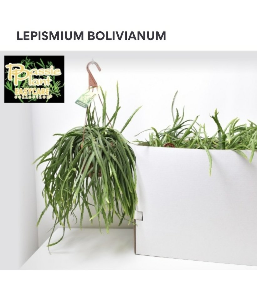 Lepismium bolivianum 14