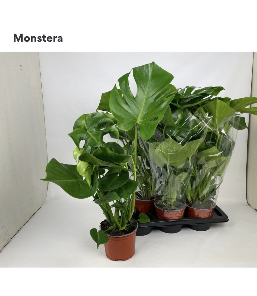 Monstera deliciosa 17