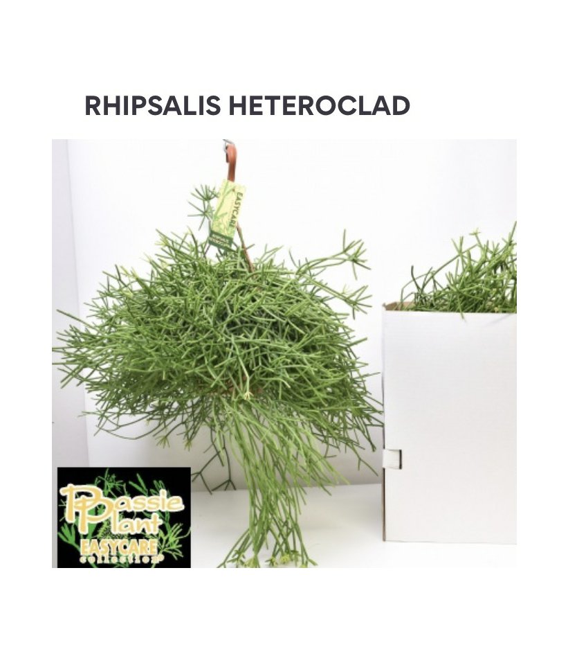 Rhipsalis Heteroclad.jpg