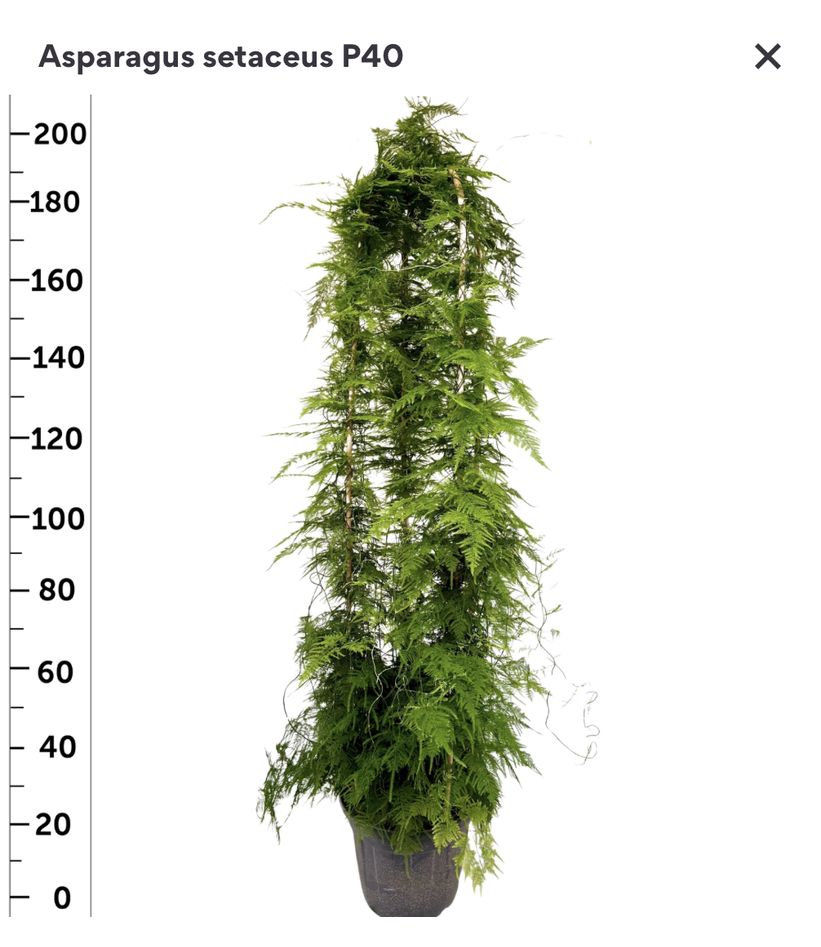 Asparagus 2m DeluXe