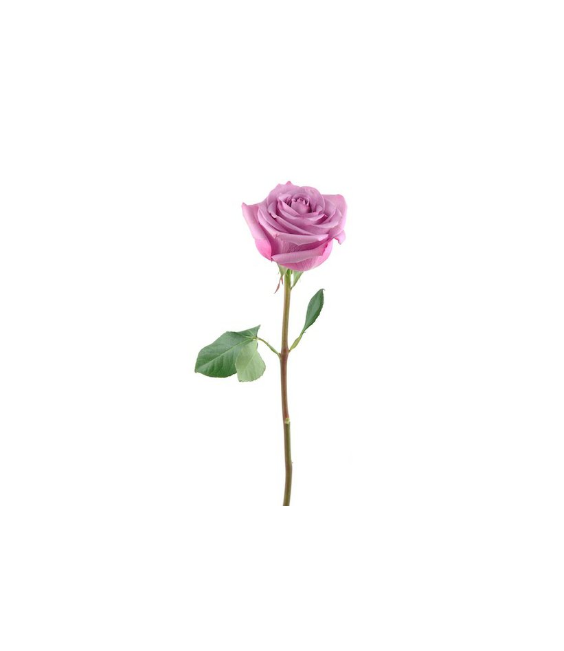 Růže krátké, fialové (40-50 cm)