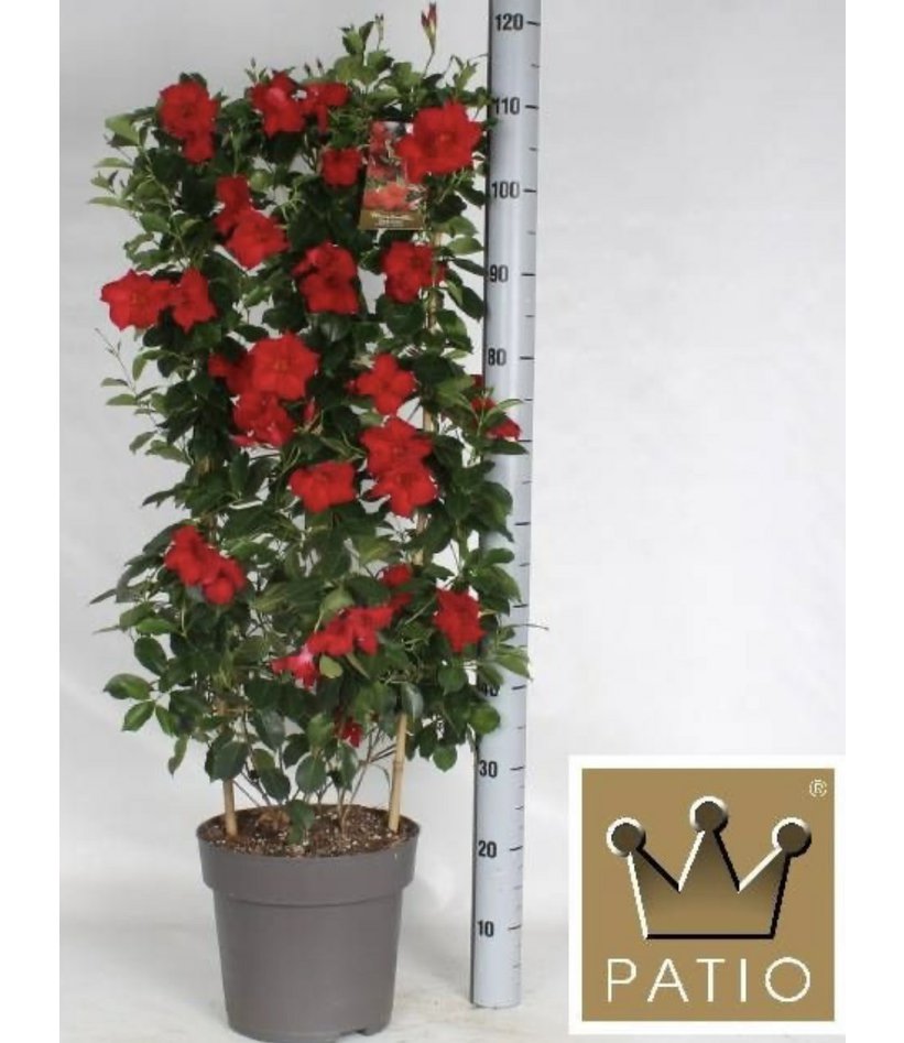 Mandevilla Deluxe Extra
